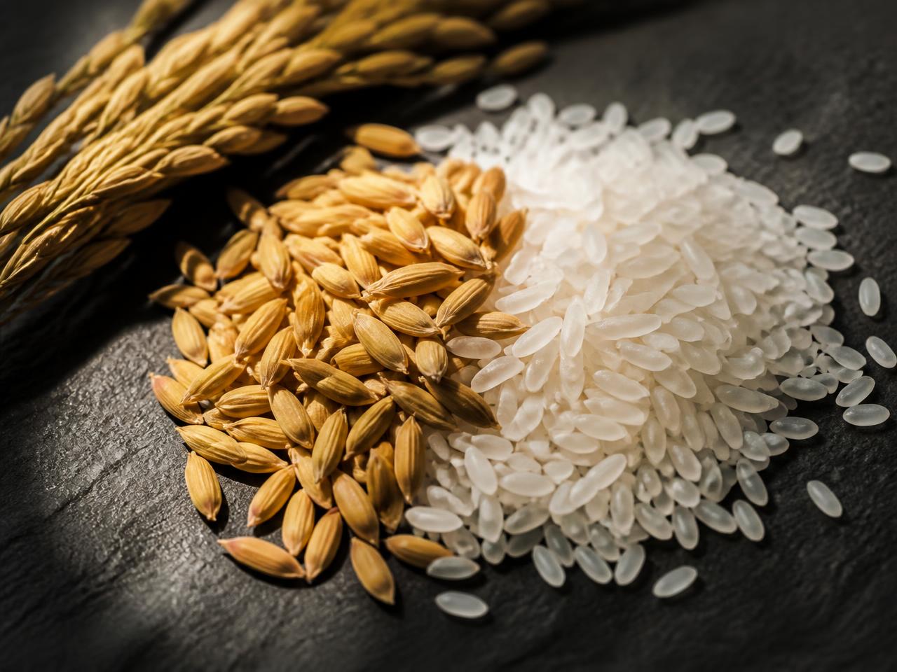 Selection — Rice moving along a conveyor inside a rice processing facility